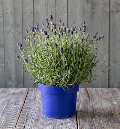 Lavendel Hidcote stor